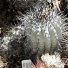 Copiapoa_malletiana_2